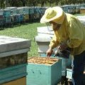 Pčelarima preti loša godina