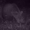 Kamere snimile mrkog medveda kod Loznice: Zver došla na 500 metara od kuća, verovatno se spustila sa planine (foto)