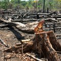 "Pluća planete" u opasnosti: Krčenje šuma povećano u poslednjih 12 meseci, a požari tek dolaze
