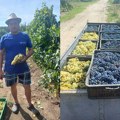 Živo je ovih dana u taraškim vinogradima: Vinogradari imaju razloga za zadovoljstvo