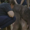 Zoološki vrt u Vašingtonu dočekao prinovu azijskog slona posle 25 godina: Beba od 140 kilograma (VIDEO)