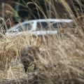 Genetski preokret u Fukušimi: Nuklearna katastrofa stvorila populaciju “hibridnih” svinja koje se brzo razmnožavaju