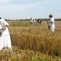 Žeteoci vraćaju vreme unazad: Ako želite da vidite kako se nekada živelo u Banatu, u subotu pravac Mužlja