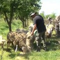 Kako Sead i Tatjana žive "kuvarski san" u jednom ušuškanom kutku Vojvodine