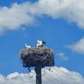 ZAŠTO RODE NAJVIŠE VOLE BANAT U razgovoru sa Društvom za zaštitu i proučavanje ptica Srbije