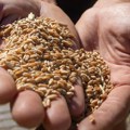 Rusija uskoro počinje besplatne isporuke žita afričkim zemljama