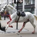 Odbegli konji kraljevske garde izazvali haos u Londonu