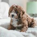 Postoji razlog zašto vam pas njuška međunožje: Veterinari kažu – ne mogu da nanjuše trudnoću, ali jedan problem mogu