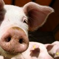 Cena prasića otkriva sve: Pred Đurđevdan duplo skuplje, sada rekordno jeftino — evo kako farmeri igraju na kartu potražnje!…