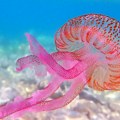 Invazija MEDUZA paralisala nuklearku Gravlin na severu Francuske!