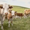 Država ponovo dreši kesu za poljoprivrednike! Rok za prijavu je do 30. septembra! Evo ko može da se prijavi