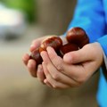 Kako da ispečete kestenje u rerni: Birajte samo ovakve plodove i uživanje će biti potpuno