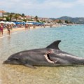 Страшан призор на плажи у Ханиотију: Море избацило леш делфина са језивим угризима, туристи у страху од ајкула