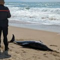 Strašan prizor na plaži u Haniotiju: More izbacilo leš delfina sa jezivim ugrizima, turisti u strahu od ajkula