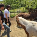 Kengur Dragan, vepar Srećko i magarac Milutin čekaju virtuelne udomitelje: Zoo-planet pokrenuo humanu akciju u Kamenici kod…