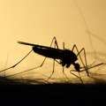 Хрватска под најездом комараца, у Вуковару траже проглашење елементарне непогоде
