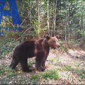Bosanci spremite se - stižu gosti: Otkriveno koliko često medvedi preplivavaju reku Drinu i zbog čega, tamo traže mir ali i…