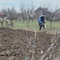 Ima 90 godina, sama okopava baštu i sređuje dvorište: Baka Radosija pravi je zmaj od žene (Foto)