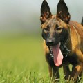 Psi vide ono što ljudi ne mogu Pet razloga zbog kojih psi ne vole određene ljude