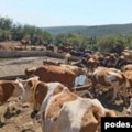 Bez vode više od hiljadu krava i konja na Suvoj Planini u Srbiji, upućen hitan apel nadležnima