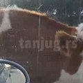 Стравичан снимак Када крава истричи на ауто-пут секунде одлучују о животу или смрти