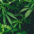 Због неправилности одузете лиценце за шест фирми за медицински канабис у Северној Македонији