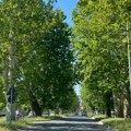 ULICA PLATANA I DALJE ČUVA DUH STARE MITROVICE: Put do železničke stanice kroz jednu od najlepših gradskih aleja