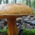 Pečurka iz Kine izaziva halucinacije i priviđanje patuljaka, naučnici traže uzrok