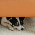 "Pet friendly" turizam u Srbiji brzo raste, ponuda smeštaja za kućne ljubimce sve veća