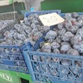 Šljiva u vranjskom kraju rodila za medalju: Evo pošto je kilogram (foto)