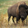 Zna se uzrok smrti bizona đuke Naučni institut za veterinarstvo dao zvanično mišljenje