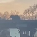 Meče palo sa železničkog mosta u reku Mama medved odmah krenula za njim, ovako je spasila mladunče (video)