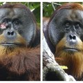 "Doktor" orangutan napravio melem i izlečio sam sebe: Naučnici nikada ovako nešto nisu videli