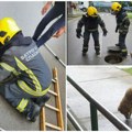 Stanovnici Petrovaradina i vatrogasci spasili kerušu Žujku iz kanalizacionog šahta