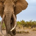 Tragedija na safariju: Turistkinju slon izbacio iz vozila i usmrtio