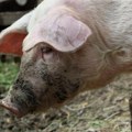 Ljubav Šapčana prema zatvorskim prasićima: Sećanje na priču iz maja 2005. godine