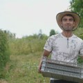 Mladići iz Svrljiga zarađuju dnevnicu natopljenu znojem na plus 35 stepeni Beru maline i kažu - nije lako, ali mora da se radi…