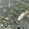 Ada Ciganlija i pomor ribe: Savsko jezero je čisto, ali bežite od rukavca, inspekcija je na nogama