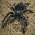 Nemački carinici otkrili 1.500 tarantula u paketima keksa iz Vijetnama