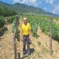 Tacko i njegov vinograd, mala priča o velikoj ljubavi