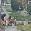 Страх на улицама Тараша: Чопори паса луталица плаше децу и праве хаос по двориштима