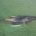 Akcija spasavanja u Nemačkoj nije uspela: kit pronađen mrtav kod danskog ostrva u Baltiku (foto)