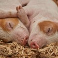 Afrička svinjska kuga zatvara sve stočne pijace u Srpskoj
