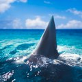 Флорида светска престоница напада ајкула – где се и како највише страда