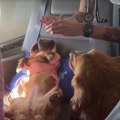 I to postoji, luksuzni letovi za pse (VIDEO)