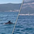 Novi nesvakidašnji prizor sa crnogorskog primorja: Snimljeno jato delfina (VIDEO)