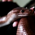 Snimak koji ledi krv u žilama: Zmija ščepala ribu, za glavu, jede je sa uživanjem