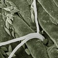Bioterorizam: Veštačka inteligencija i biotehnologija
