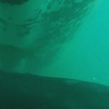 Prvi snimak ikada napravljen - mladunče grbavog kita sisa pod vodom (VIDEO)