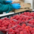 Francuska vraća maline iz Srbije: Dvostruko veća količina kadmijuma